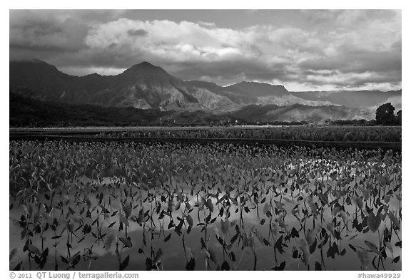 Taro fields reflections, Hanalei Valley. Kauai island, Hawaii, USA (black and white)