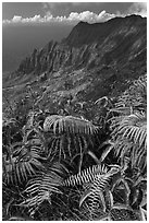 Ferns and Na Pali Cliffs, see from Kokee Mountain Park. Kauai island, Hawaii, USA (black and white)