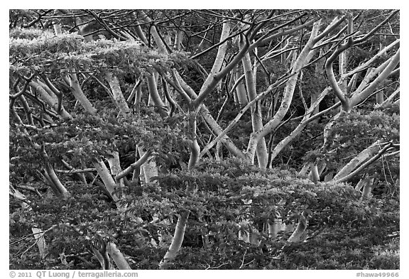 Branches of White Siris (Albizia falcataria). Kauai island, Hawaii, USA (black and white)