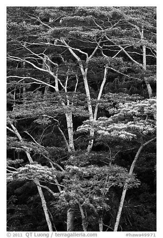 White Siris trees growing on hill. Kauai island, Hawaii, USA (black and white)