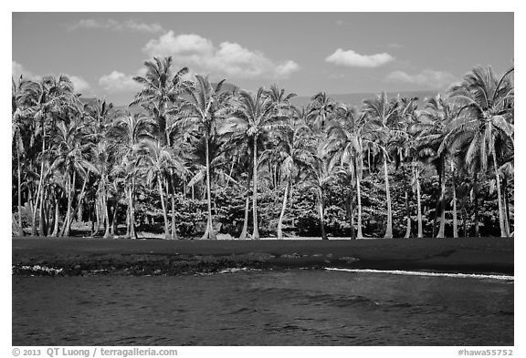 Black sand beach and palm trees, Punaluu. Big Island, Hawaii, USA (black and white)