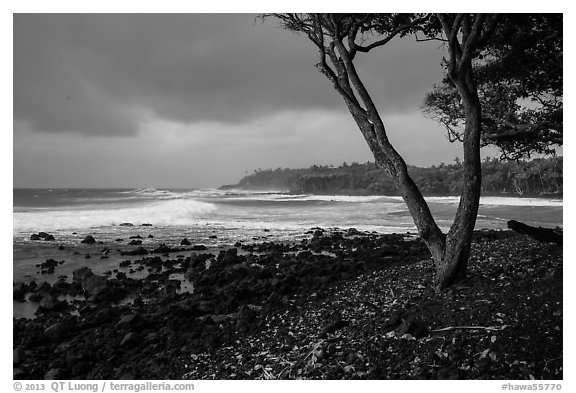 Coastline with rocks, Koa tree, and surf, Pohoiki. Big Island, Hawaii, USA
