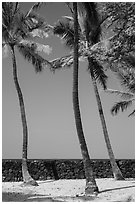 Palm trees and wall built with volcanic rock, Kaloko-Honokohau National Historical Park. Hawaii, USA (black and white)