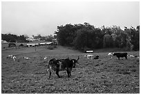 Longhorn cows in pasture, Waimea. Big Island, Hawaii, USA ( black and white)