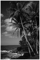 Puna coast. Big Island, Hawaii, USA ( black and white)
