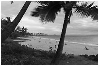 Palm trees and beach in late afternoon, Kihei. Maui, Hawaii, USA ( black and white)