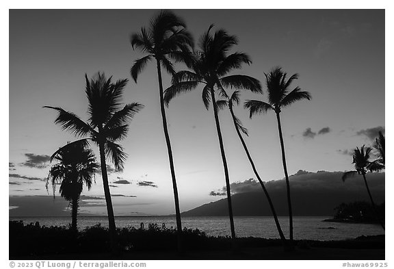 Palm trees at sunset, Kihei. Maui, Hawaii, USA (black and white)