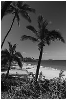 Palm trees and beach in the morning, Kihei. Maui, Hawaii, USA ( black and white)