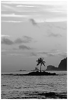 Coconut tree on islet, Leone Bay, sunset. Tutuila, American Samoa (black and white)