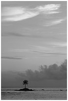 Lone coconut tree on a islet in Leone Bay, sunset. Tutuila, American Samoa (black and white)