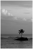 Lone palm tree on a islet in Leone Bay, sunset. Tutuila, American Samoa (black and white)