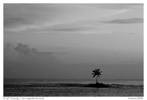 Palm tree on a islet in Leone Bay, sunset. Tutuila, American Samoa