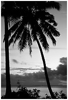 Cocunet trees at sunset, Leone Bay. Tutuila, American Samoa (black and white)