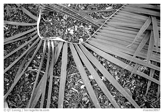 Basket being weaved from a single palm leaf. Tutuila, American Samoa (black and white)