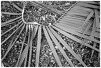 Basket being weaved from a single palm leaf. Tutuila, American Samoa (black and white)