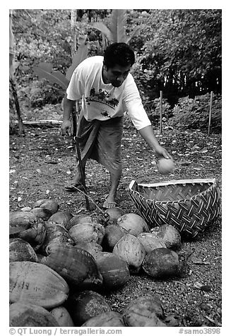 Villager throwing a pealed coconut into a basket made out of a single palm leaf. Tutuila, American Samoa (black and white)
