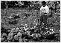 Villager collecting coconuts into a basket made out of a single palm leaf. Tutuila, American Samoa (black and white)