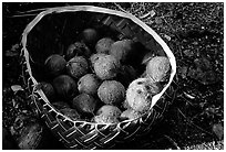 Coconuts contained in a basket made out of a single palm leaf. Tutuila, American Samoa ( black and white)