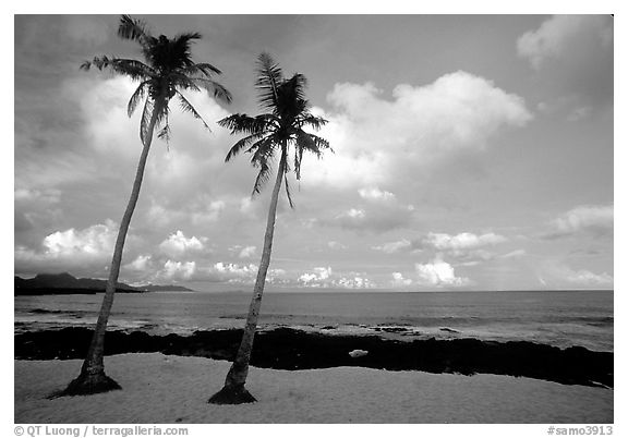 Palm trees at Coconut Point. Tutuila, American Samoa (black and white)