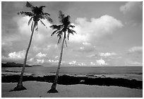 Palm trees at Coconut Point. Tutuila, American Samoa ( black and white)