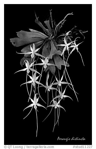 Aerangis distincta. A species orchid (black and white)