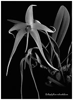 Bulbophyllum echinolabium. A species orchid ( black and white)