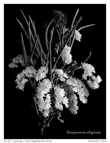 Capanemia uliginosa. A species orchid (black and white)