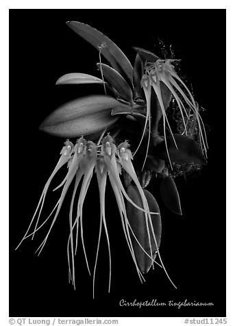 Cirrhopetalum cinnabarianum. A species orchid (black and white)