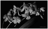 Cochlioda noezliana. A species orchid ( black and white)
