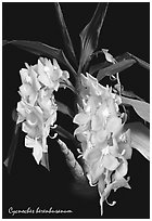 Cycnoches herenhusanum. A species orchid ( black and white)