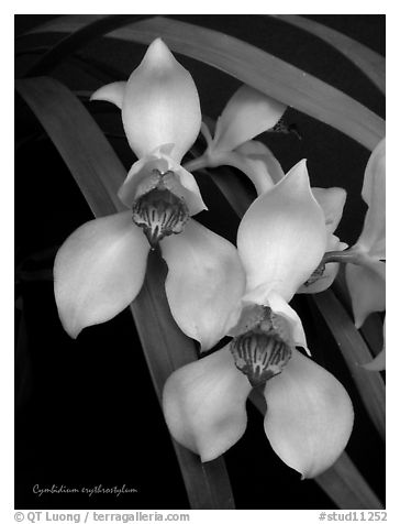 Cymbidium erythrostylum. A species orchid (black and white)