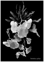 Dendrobium capilipes. A species orchid ( black and white)