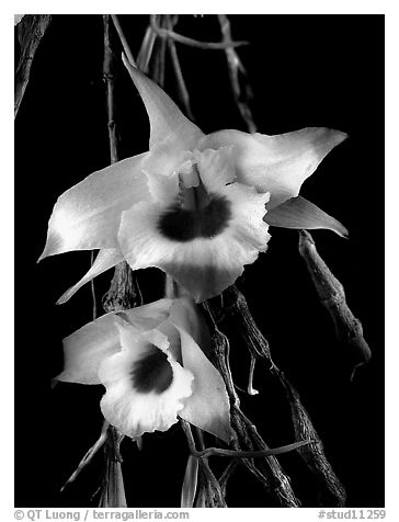 Dendrobium falconeri2. A species orchid (black and white)