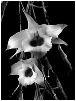 Dendrobium falconeri2. A species orchid ( black and white)