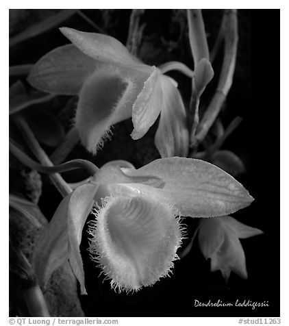 Dendrobium loddigessii. A species orchid (black and white)