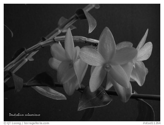 Dendrobium sulawesiense. A species orchid (black and white)