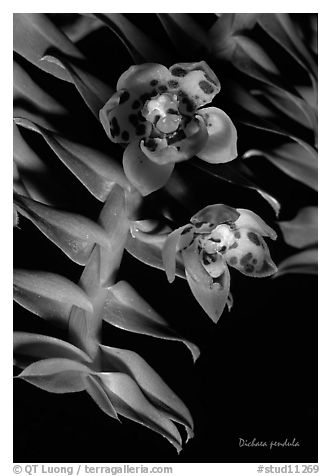 Dichaea pendula. A species orchid (black and white)