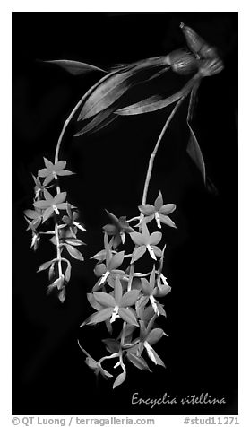 Encyclia vitellina. A species orchid (black and white)