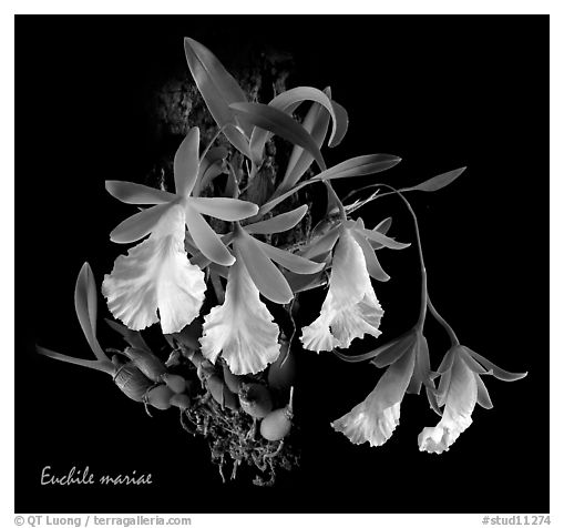 Euchile mariae. A species orchid (black and white)
