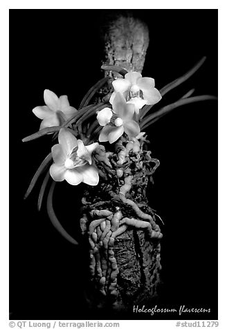 Holcoglossum flavescens. A species orchid (black and white)