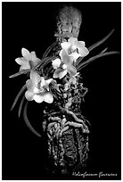 Holcoglossum flavescens. A species orchid ( black and white)