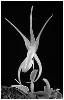 Homalopetallum pumilio. A species orchid (black and white)