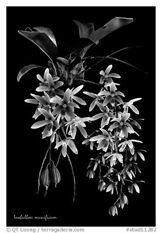 Inobulbon munificum. A species orchid (black and white)