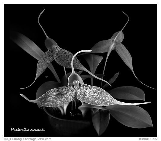 Masdevallia decumata. A species orchid (black and white)