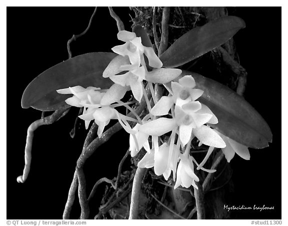 Mystacidium braybonae. A species orchid (black and white)