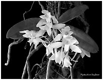 Mystacidium braybonae. A species orchid ( black and white)