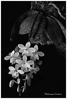 Phalaenopsis lindenii. A species orchid ( black and white)