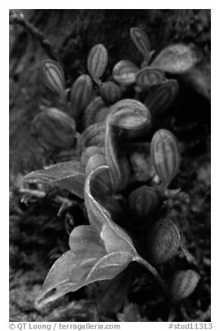 Pleurothallis dressleri. A species orchid (black and white)