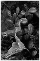 Pleurothallis dressleri. A species orchid ( black and white)