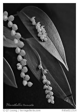 Pleurothallis truncata. A species orchid (black and white)